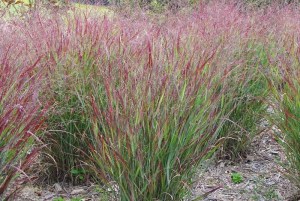 Panicum_virgatum_4d28159a5668e.jpg